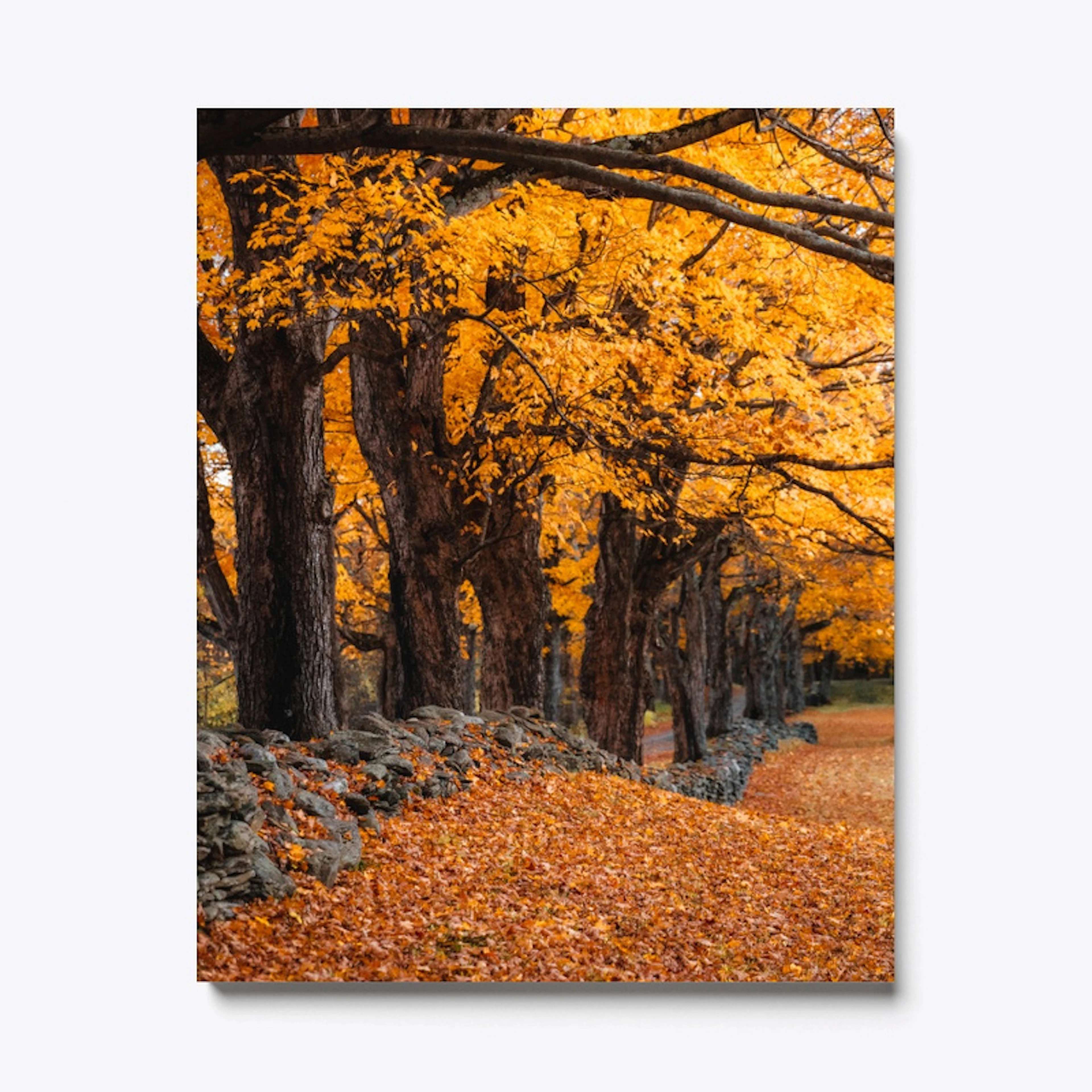 Stonewalls & Maple Trees Canvas Print